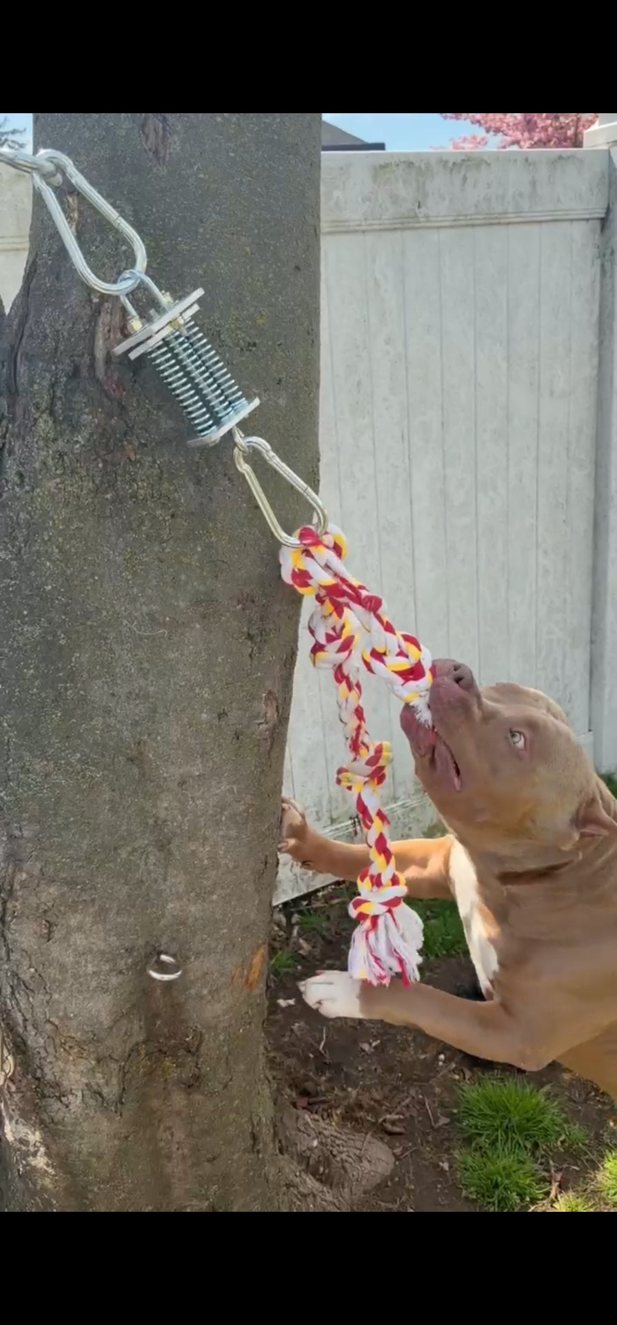 Powerful dog engaging the Tri-Spring Tug
